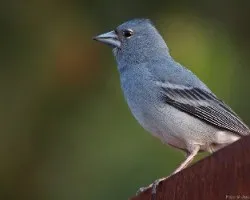 Fringilla teydea