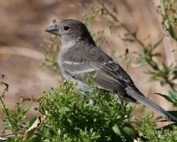 Fringilla teydea