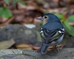 Fringilla coelebs palmae