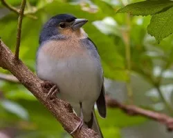 Fringilla coelebs palmae
