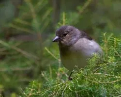 Fringilla coelebs palmae