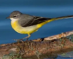 Motacilla cinerea canariensis