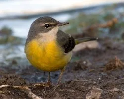 Motacilla cinerea canariensis