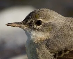 Motacilla cinerea canariensis