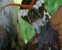 Oruga