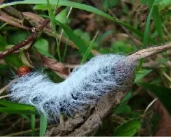 Oruga