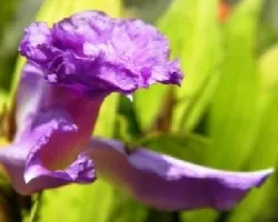 Guaria Morada 