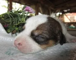Puppy
