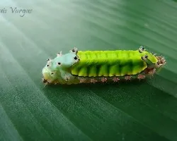 oruga