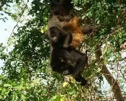 Congo y su bebé