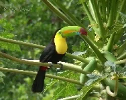 Ramphastos sulfuratus