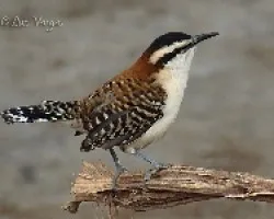 Chico Piojo