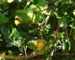 Amazona albifrons
