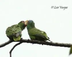 Amazona albifrons