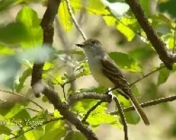 Myiarchus tyrannulus