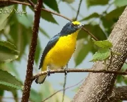 Euphonia hirundinacea