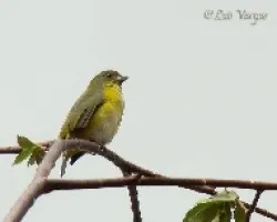 Euphonia hirundinacea