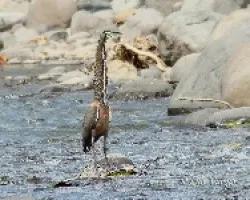 Garza Tigre