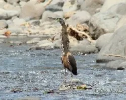 Garza Tigre