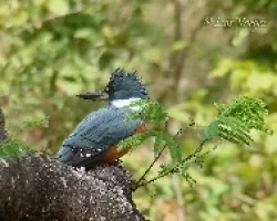 Ceryle torquata