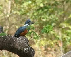Ceryle torquata