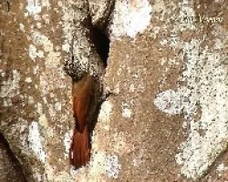 Lepidocolaptes souleyetii