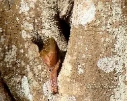 Lepidocolaptes souleyetii