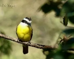 Pitangus sulphuratus
