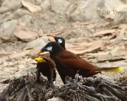 Oropéndola de Montezuma