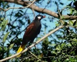 Oropéndola de Montezuma