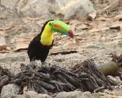 Ramphastos sulfuratus