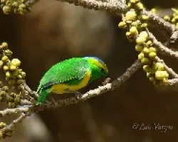 Rualdo