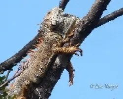 Iguana
