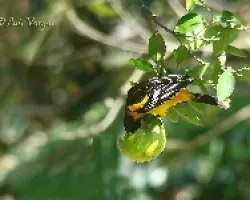 Cacique