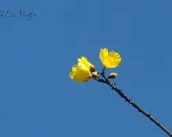 Amarillas
