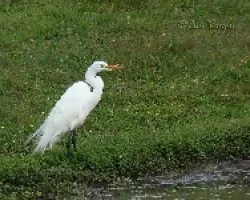 Ardea alba