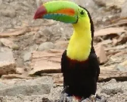 Ramphastos sulfuratus