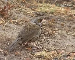 Junco vulcani
