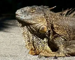 Iguana