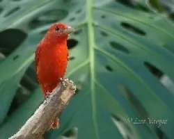 Piranga rubra