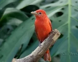 Piranga rubra