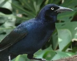 Quiscalus mexicanus
