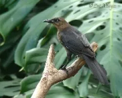 Quiscalus mexicanus
