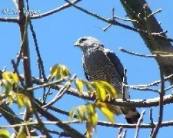 Buteo nitida