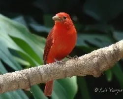 Piranga rubra