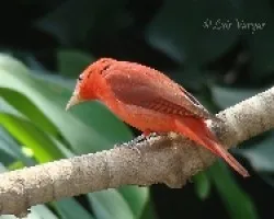 Piranga rubra