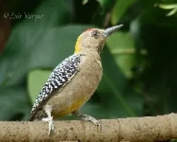 Melanerpes hoffmannii