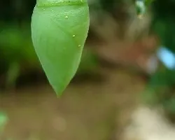 Bv
