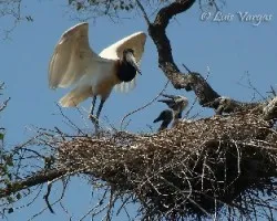 Jabiru mycteria