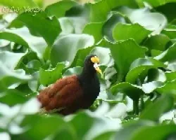 Jacana spinosa